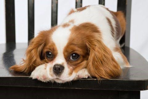 占い師花様のお気に入り写真1